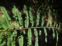 Phyllanthus polyphyllus