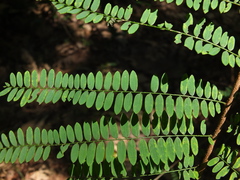 Phyllanthus polyphyllus
