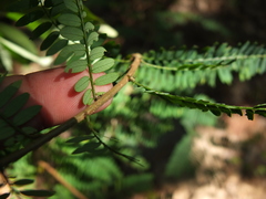 Phyllanthus polyphyllus
