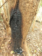 Pterocarpus marsupium