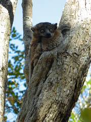 Lepilemur hubbardorum
