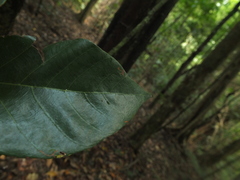 Pterospermum diversifolium