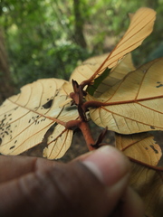 Pterospermum diversifolium