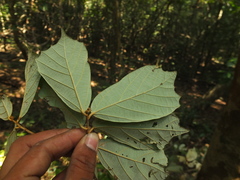 Pterospermum reticulatum