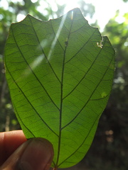Pterospermum reticulatum