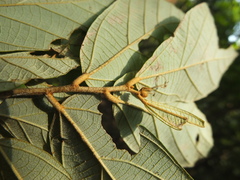 Pterospermum reticulatum