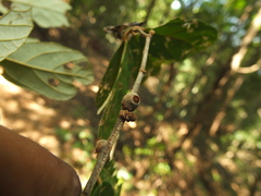 Pterospermum reticulatum
