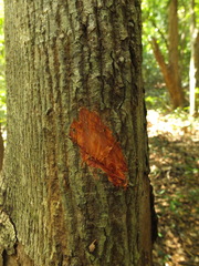 Pterospermum reticulatum