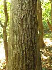 Pterospermum reticulatum