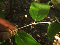 Pterospermum reticulatum