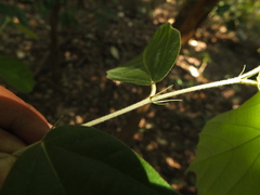 Pterospermum reticulatum