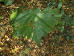 Pterospermum reticulatum