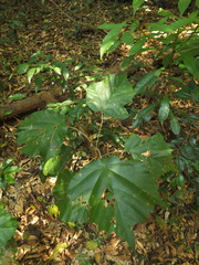 Pterospermum reticulatum