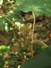 Pterospermum reticulatum