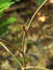 Pterospermum reticulatum