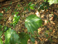 Pterospermum reticulatum