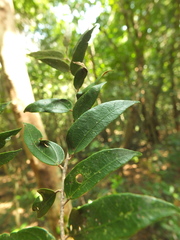 Pterospermum rubiginosum