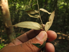 Pterospermum rubiginosum