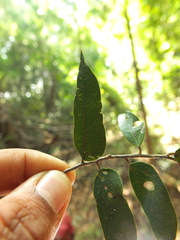 Pterospermum rubiginosum