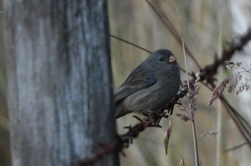 Plain-colored Seedeater (Catamenia inornata), photo 5