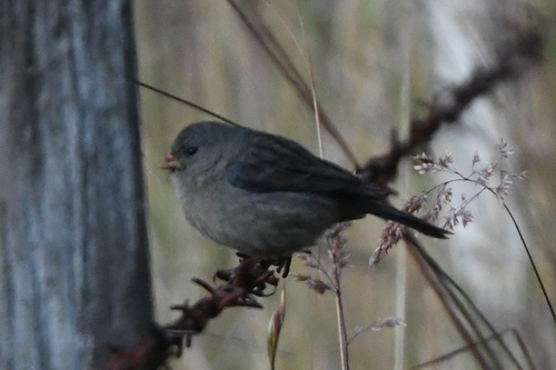 Plain-colored Seedeater (Catamenia inornata), photo 6