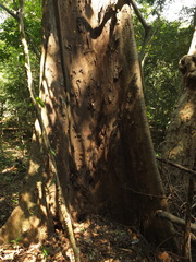 Pterospermum rubiginosum