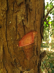 Pterospermum rubiginosum