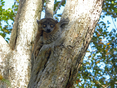 Lepilemur hubbardorum