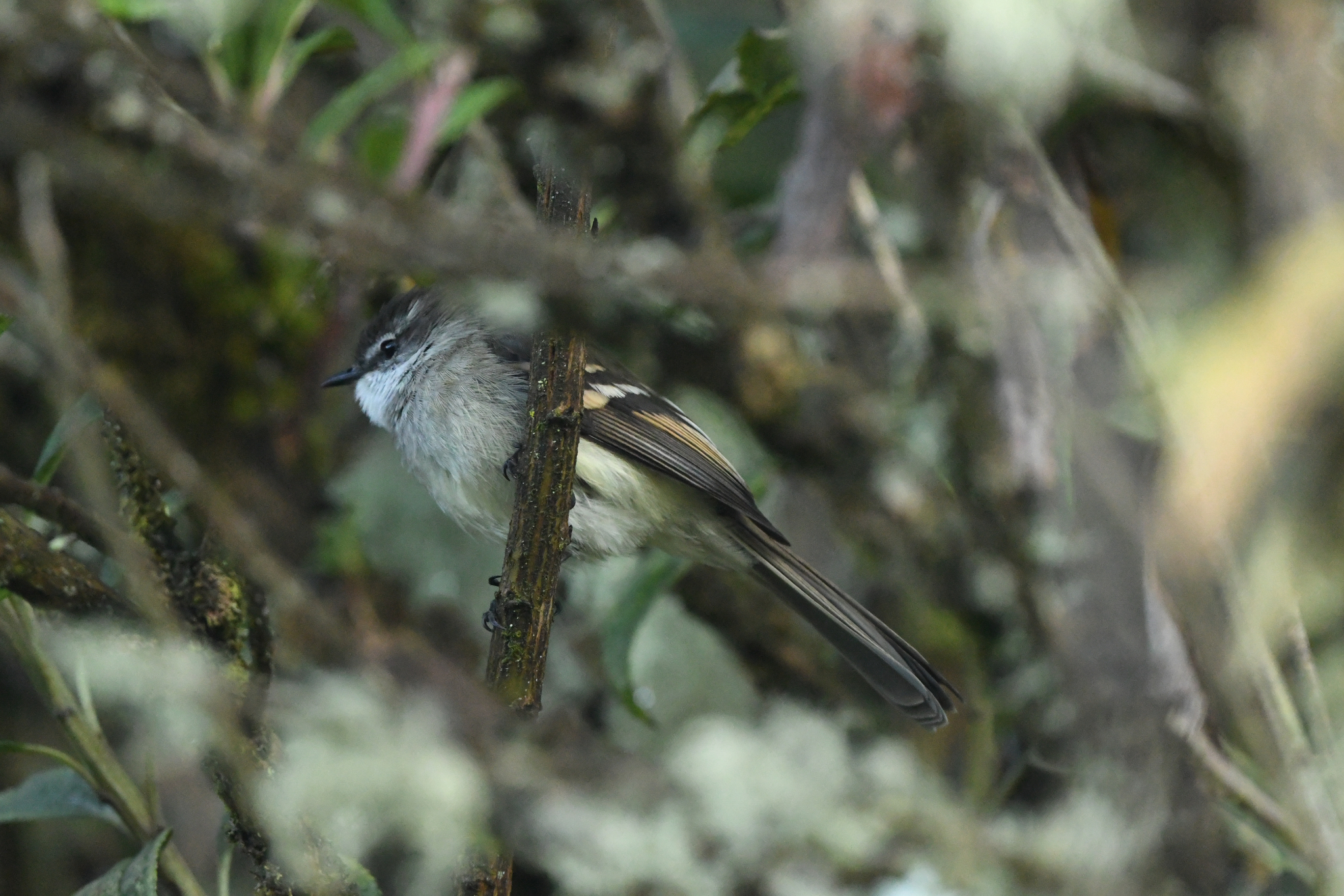White-throated Tyrannulet (Mecocerculus leucophrys), photo 10