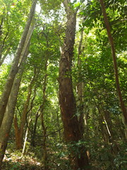 Pterospermum rubiginosum