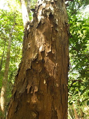 Pterospermum rubiginosum