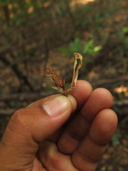 Pterospermum rubiginosum