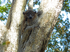 Lepilemur hubbardorum