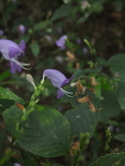 Strobilanthes cordifolia
