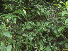 Strobilanthes cordifolia