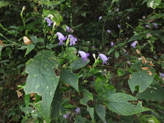 Strobilanthes cordifolia