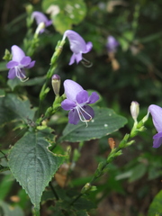 Strobilanthes cordifolia