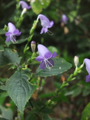 Strobilanthes cordifolia