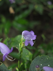 Strobilanthes cordifolia
