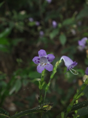 Strobilanthes cordifolia