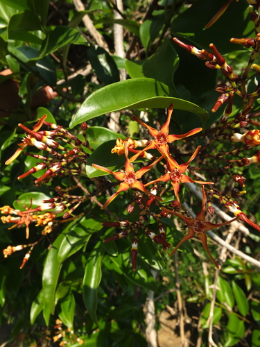 Strophanthus wightianus