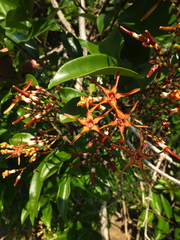 Strophanthus wightianus