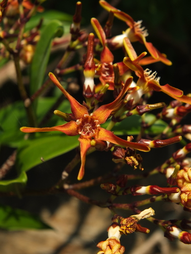 Strophanthus wightianus, photograph 1