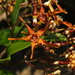 Strophanthus wightianus - Photo (c) Siddarth Machado, algunos derechos reservados (CC BY), subido por Siddarth Machado