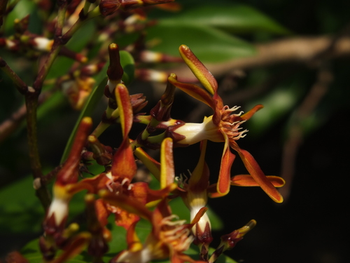 Strophanthus wightianus, photograph 2