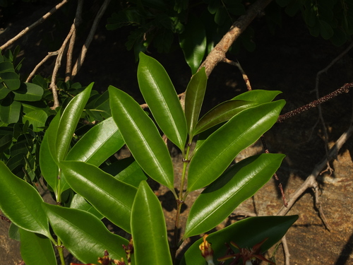 Strophanthus wightianus, photograph 3