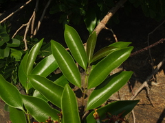 Strophanthus wightianus