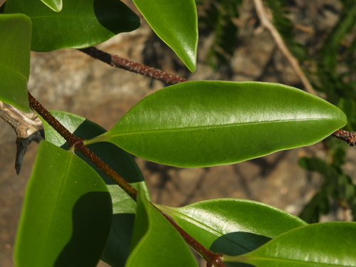 Strophanthus wightianus, photograph 4