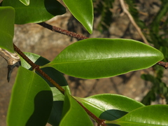 Strophanthus wightianus