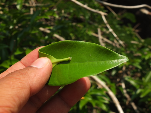 Strophanthus wightianus, photograph 5